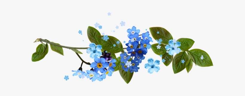 Forget Me Nots Dividers - Não Esqueças De Mim: 15 Sementes, transparent png download