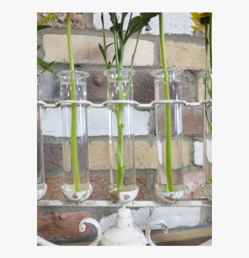 Moth Orchid, transparent png download