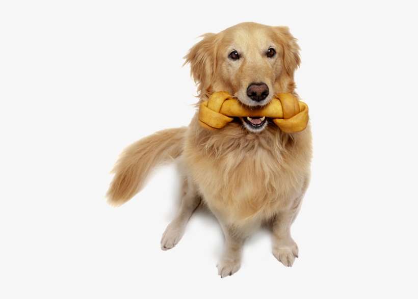 Cute Dog Holding Chew Toy - Dog, transparent png download