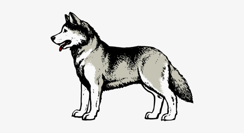 As Part Of Our Exclusive Partnership With The University - University Of Washington Mascot Logo, transparent png download