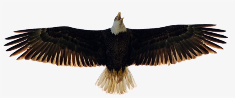 Doerner Saunders Daniel & Anderson - American Eagle No Background, transparent png download