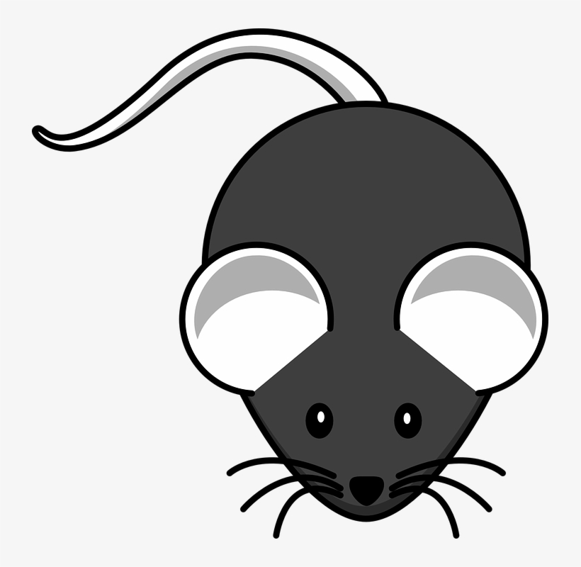Mouse Grey Rodent Free Vector Graphic On Pixabay - Black Mouse Clip Art, transparent png download