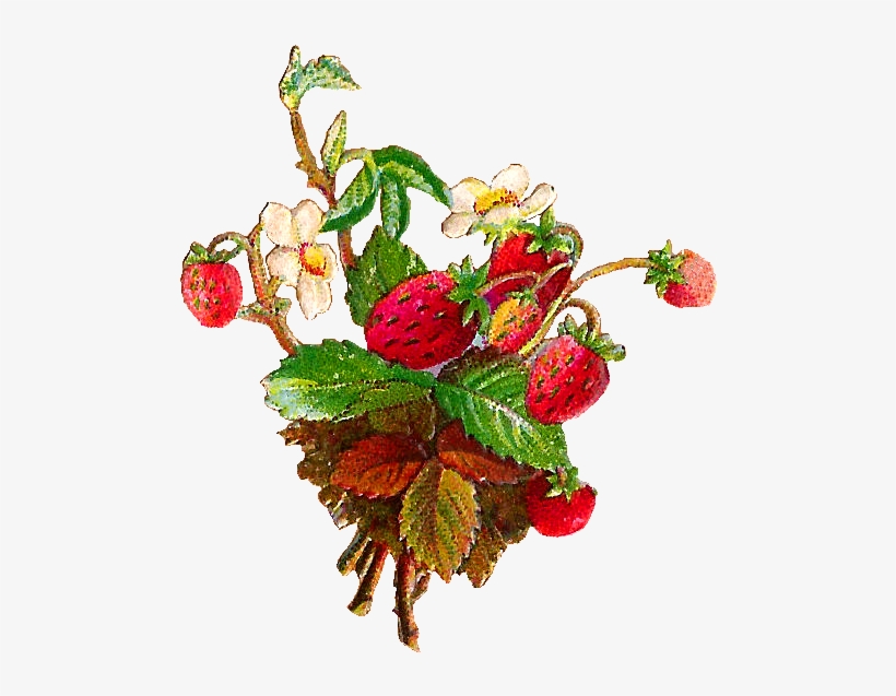 Antique Images Free Fruit Clip Art And - Flowers And Fruits Clip Art, transparent png download