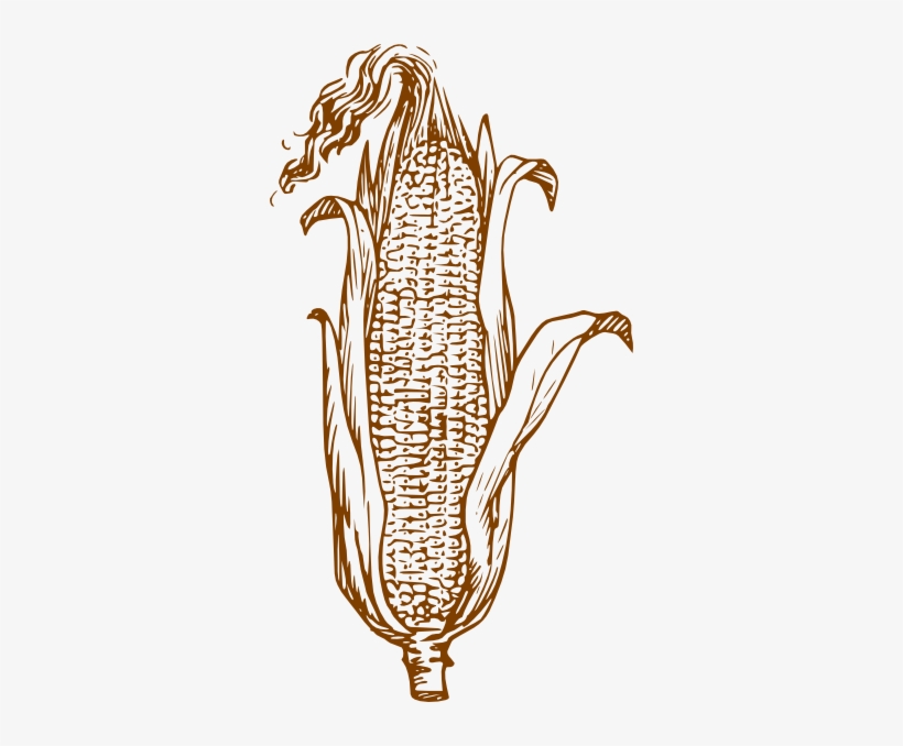 How To Set Use Brown Corn Svg Vector, transparent png download