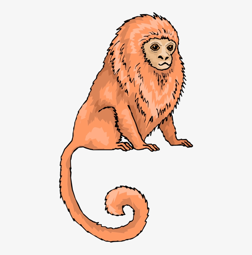Monkey Clipart - Golden Lion Tamarin Clipart, transparent png download