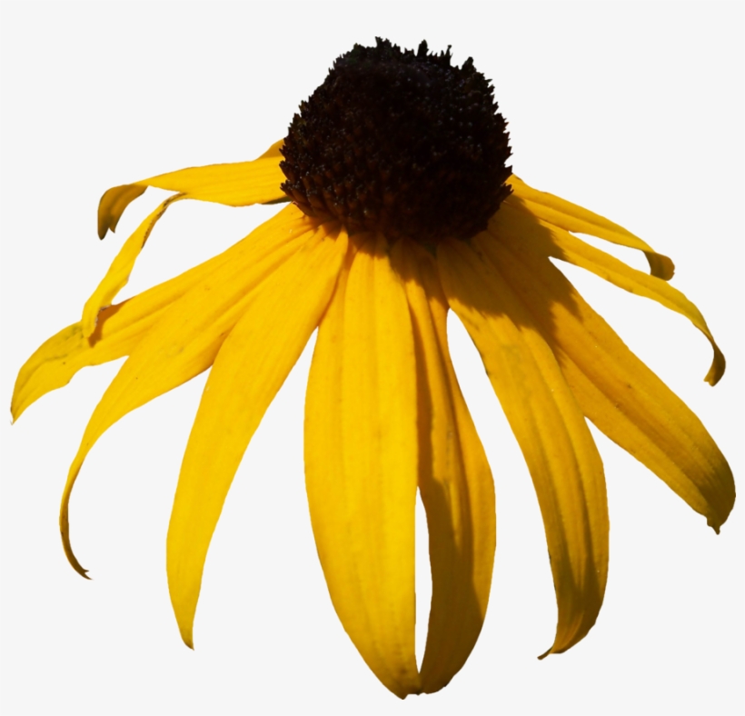 Pink Gerber Daisy Png By Thy Darkest Hour On Clipart - Clip Art, transparent png download