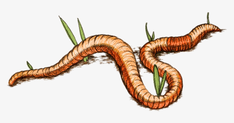 Download - Imagen Dibujo De Lombriz, transparent png download
