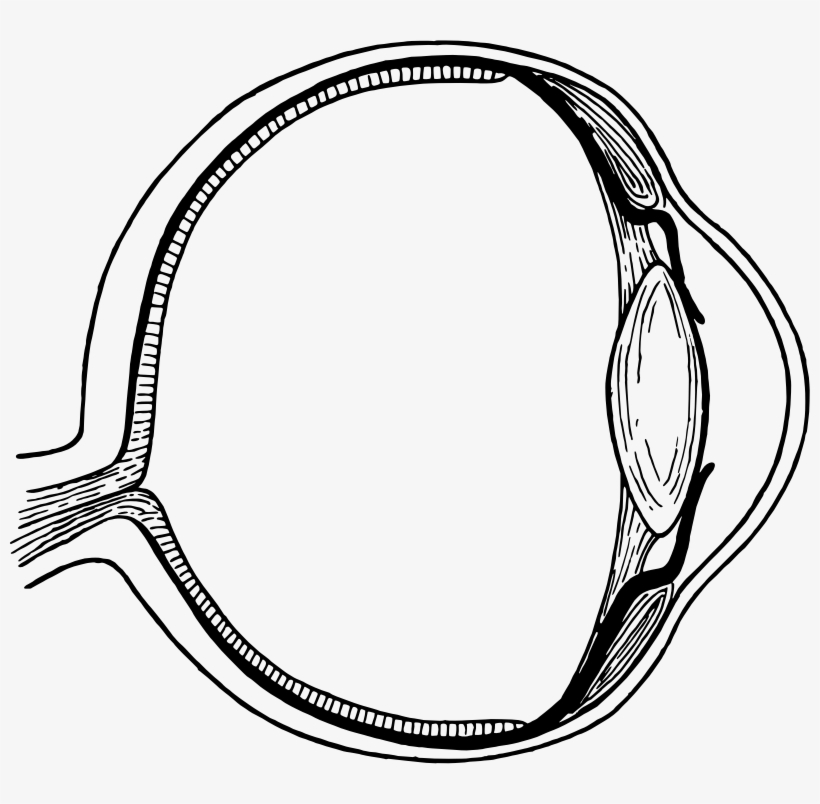 Medium Image - Annotated Eye, transparent png download