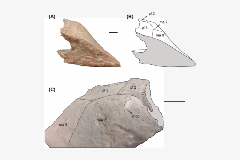 Photographs And Outline Drawing Of Right Peripheral - Rock, transparent png download