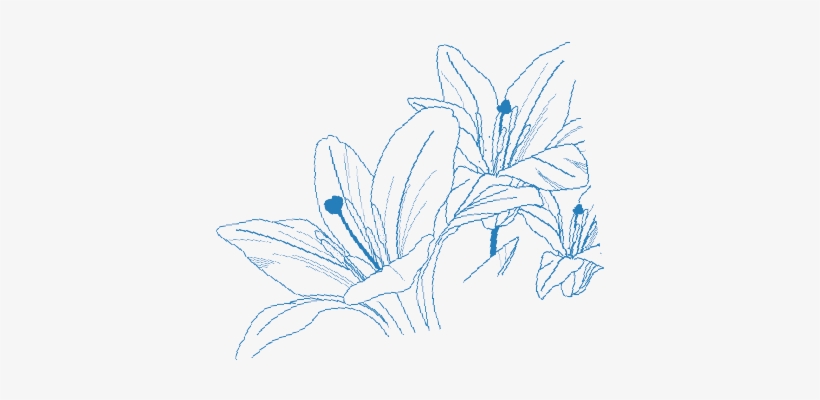 Advanced Aesthetic Technologies For Superior Face And - Lily Family, transparent png download