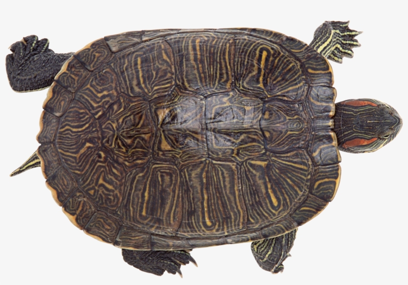 Turtle, transparent png download