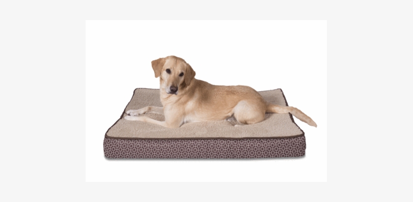 Nest Bedding Luxury Orthopedic Basic Pet Bed Coupon - Sleepi Double Ortho Premium Bed Sand Dollar - 27013, transparent png download