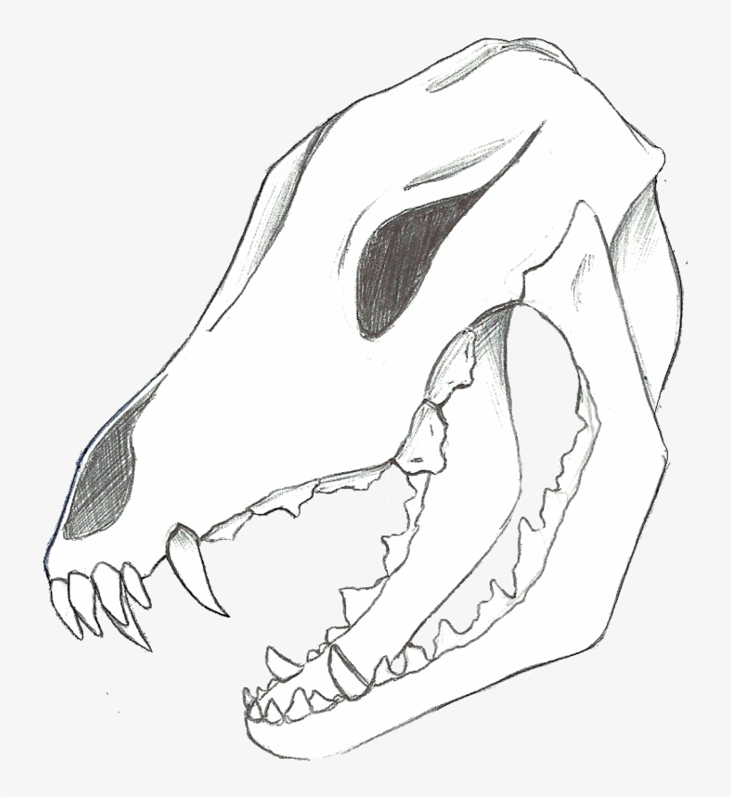 Wolf Skull - Calavera De Lobo Dibujo, transparent png download