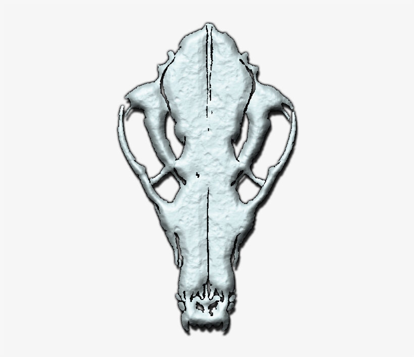 File - Skullwtf - Werewolf The Forsaken Skull, transparent png download