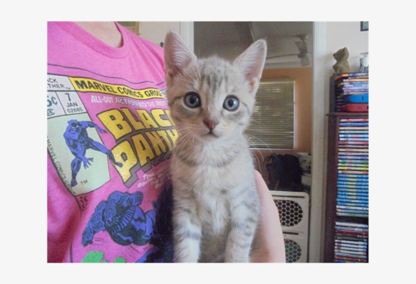 Photo Of Captain Hook - Domestic Short-haired Cat, transparent png download