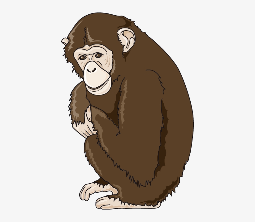 Download The Image - Monkey, transparent png download