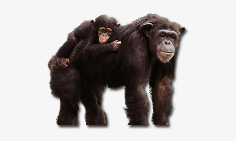 Chimpanzees Live In Fission-fusion Social Communities - Chimpanzees, transparent png download