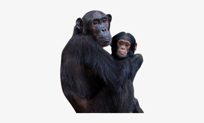 Be A Social Primate - Common Chimpanzee, transparent png download