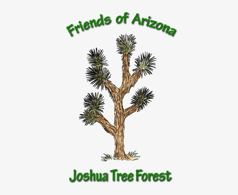The Joshua Tree Research Projects That Are Ongoing - Sabal Palmetto, transparent png download