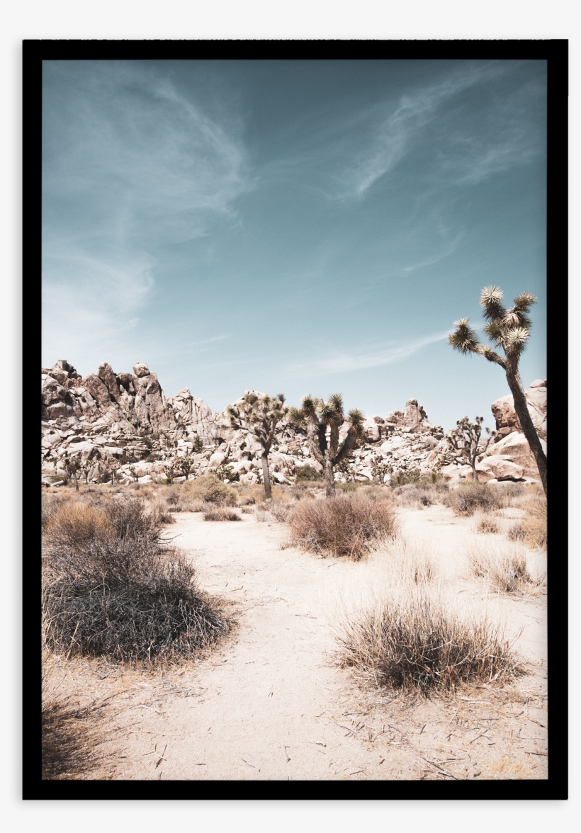 Joshua Tree - Sahara, transparent png download