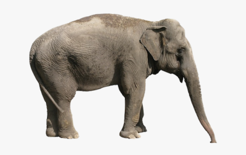 Asian Elephant White Background, transparent png download