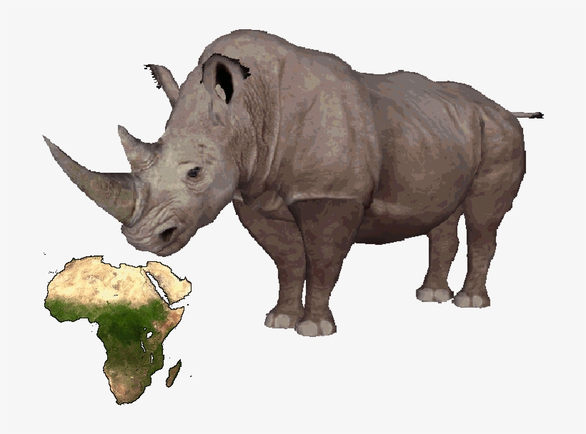 Southern White Rhinoceros, transparent png download