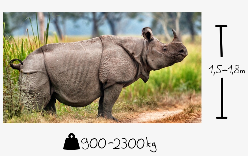 Some Fun Facts About Rhinos - Javan Rhinos, transparent png download