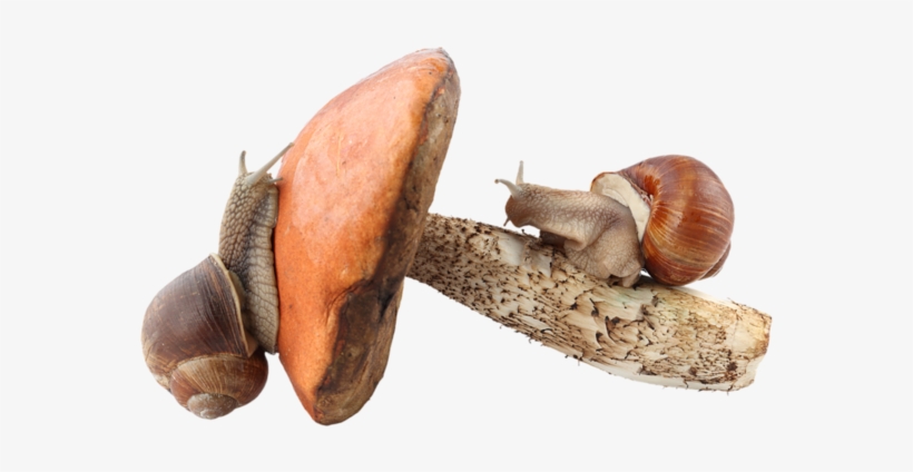 Snails And Mushrooms - Champignons En Png, transparent png download