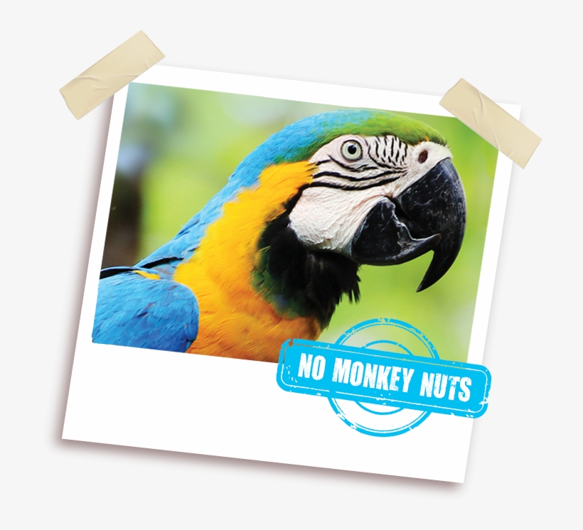 Fruit And Nut Feast - Nut, transparent png download