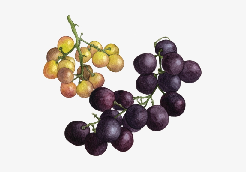 Bronx Ribier - The Bronx, transparent png download