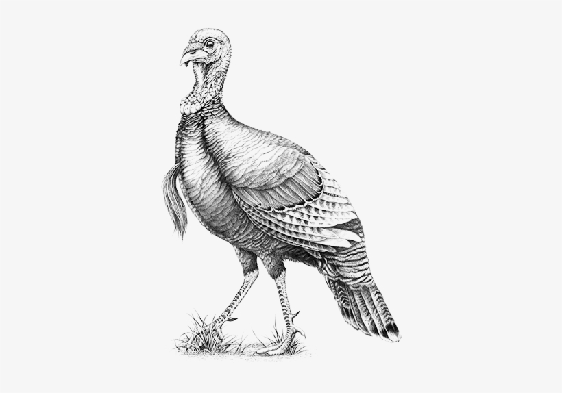 Wild Turkey 101 Logo