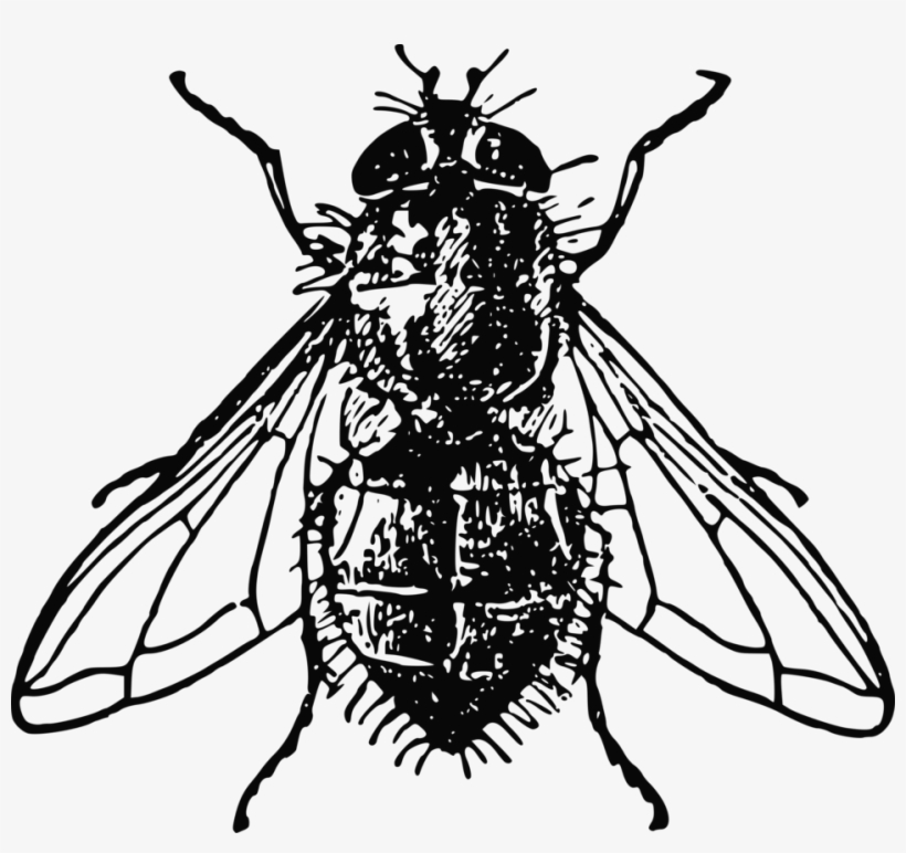 Bugs Clipart House Fly - Fly Black And White, transparent png download