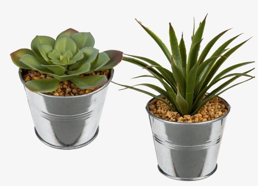 Succulent In Metal Pot, transparent png download