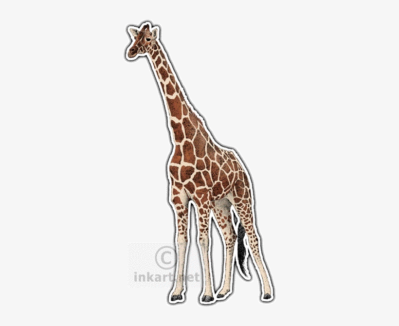 Reticulated Giraffe Art Decal - Reticulated Giraffe Rectangle Sticker, transparent png download