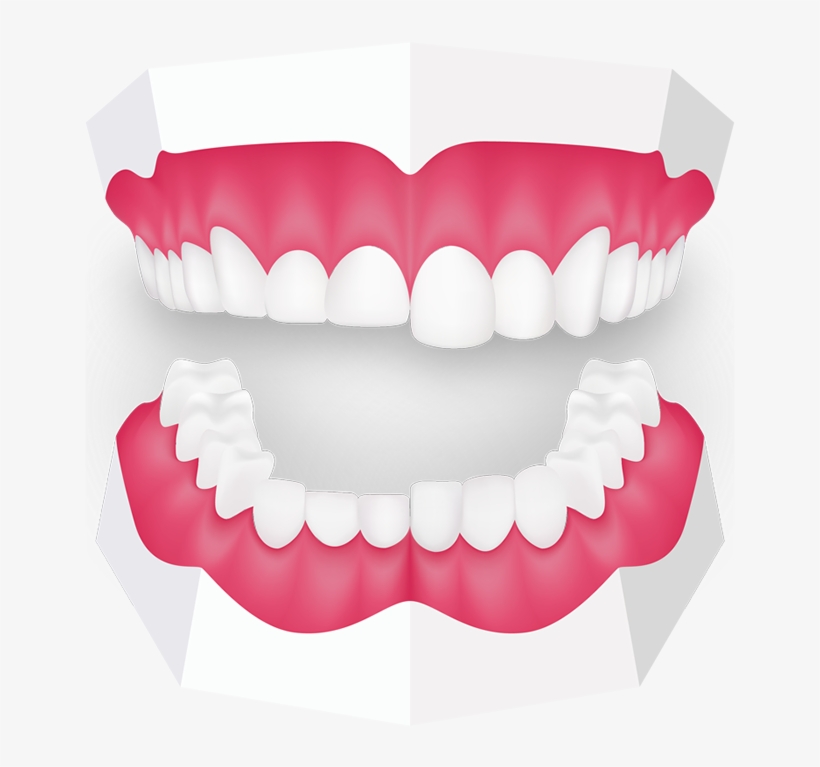 Tooth Grinding Toothbeary - Paediatric Prosthesis Tooth, transparent png download
