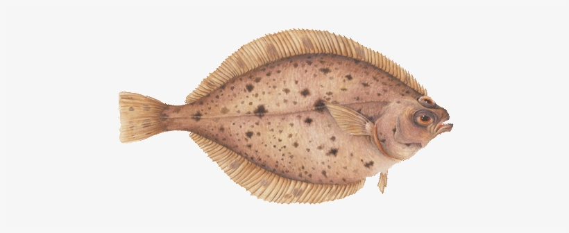 Monterey Bay Aquarium, transparent png download