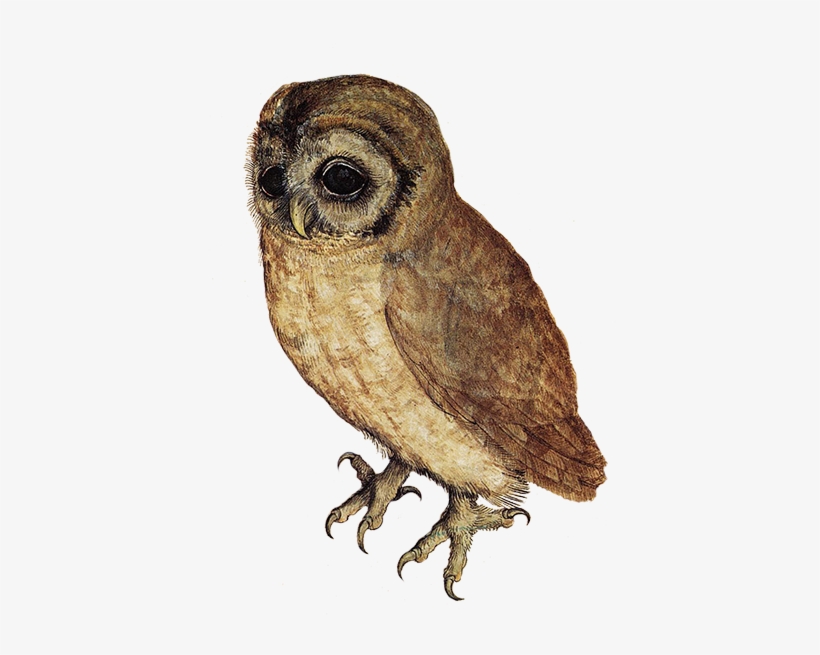 Brown Hawk Owl Clipart Transparent Background - Albrecht Durer Screech Owl, transparent png download
