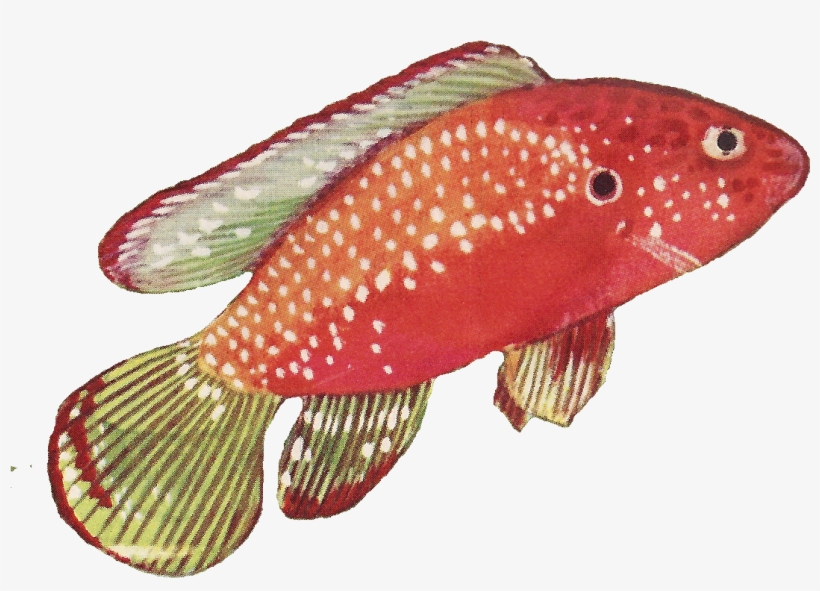 Leaping Frog Designs - Coral Reef Fish, transparent png download