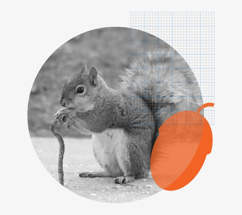 The History Of Squirrel - Old Squirrel, transparent png download