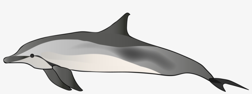 Spinner Dolphin, transparent png download