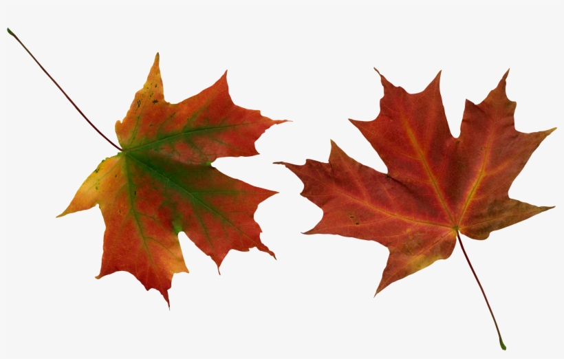 Autumn Leaves Png Image - Hojas De Otoño Png, transparent png download