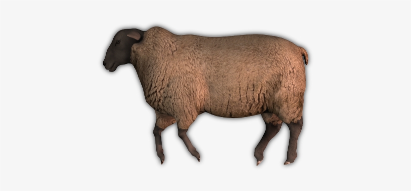 05 Feb 2009 - Brown Sheep Png, transparent png download