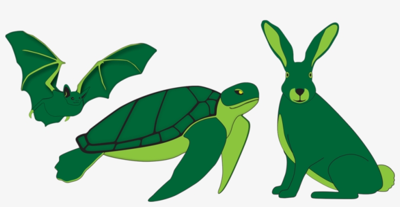 Specific To Mining Sites, Such As The Daubenton's Bat - Green Sea Turtle, transparent png download