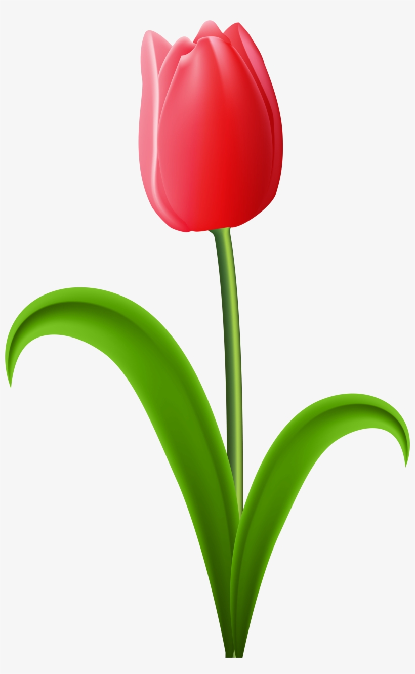 Red Transparent Png Clip Art Image Gallery - Red Tulip Clipart, transparent png download
