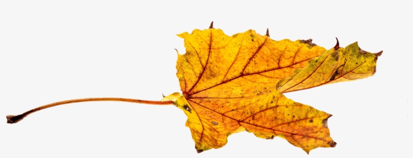 Autumn, Leaves, Leaf, Png, Transparent, Fall Color - Fall Leaves Transparent, transparent png download