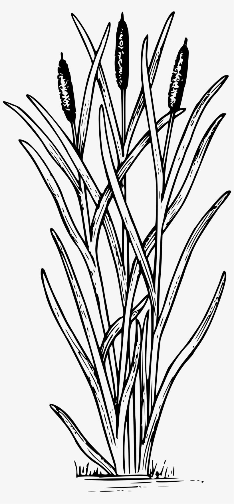 Cattail Icons Png - Cat Tail Drawings, transparent png download