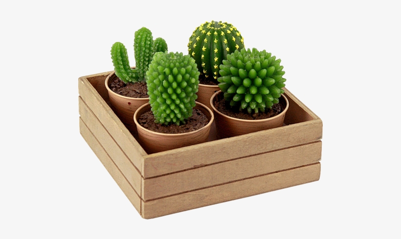 Cactus, transparent png download