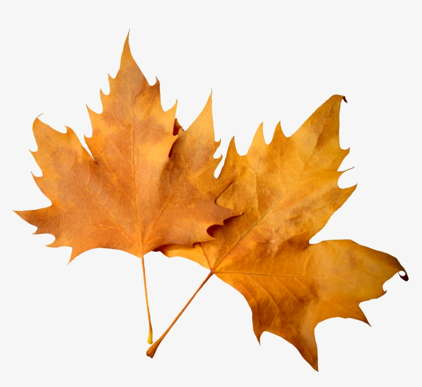 Fall Leaves Png Download - Transparent Background Fall Leaves Png, transparent png download