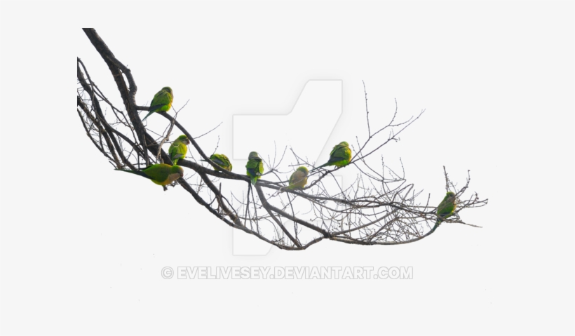 Bare Sidebar With Parrots By Evelivesey On - Bare Tree Branch Png, transparent png download