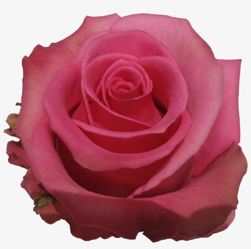 Rose Cotton Candy - Cotton Candy, transparent png download